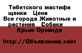  Тибетского мастифа щенки › Цена ­ 10 000 - Все города Животные и растения » Собаки   . Крым,Ореанда